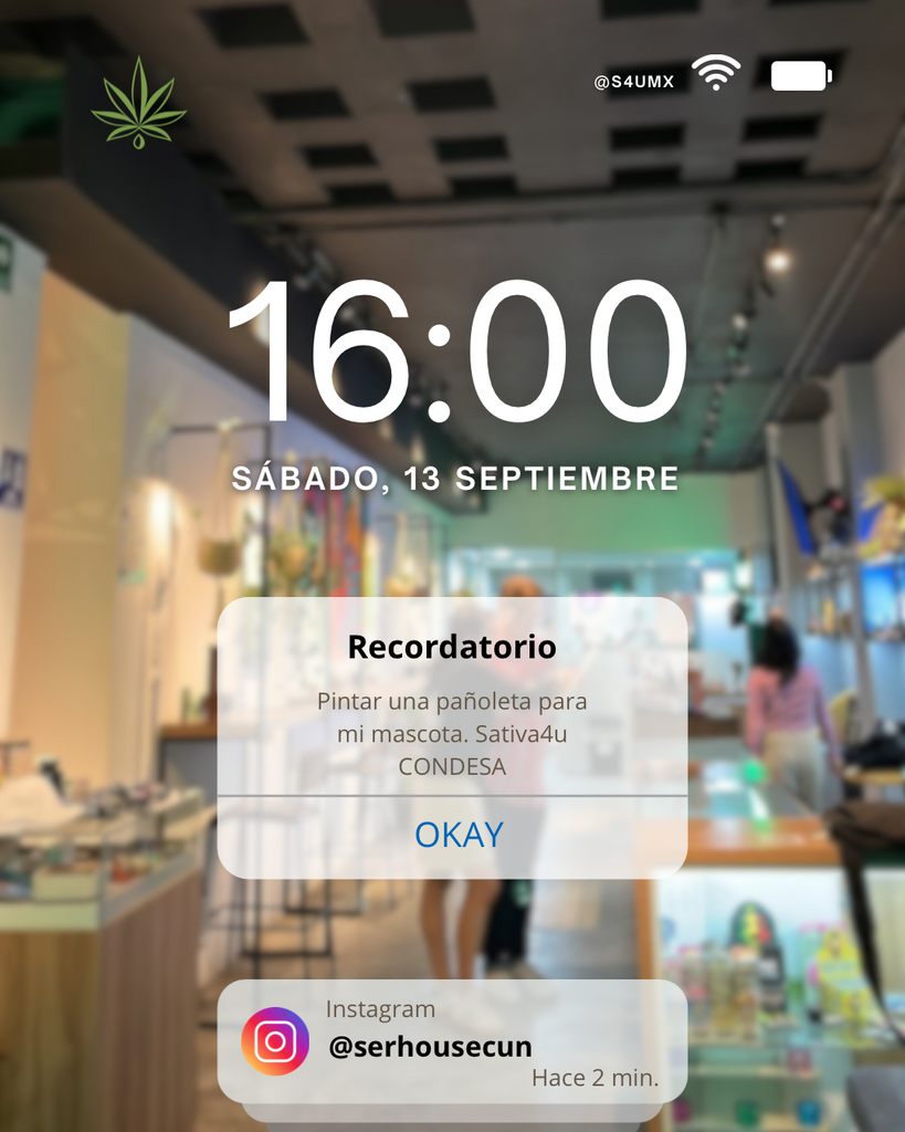 Taller Creativo - Sativa 4U Sucursal Condesa. (Evento Pet Friendly)